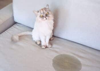 O método que promete remover o cheiro de xixi de gatos em casa facilmente