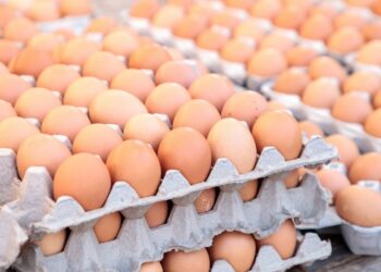 O segredo das caixas de ovos que pouca gente sabe mas pode proteger sua casa