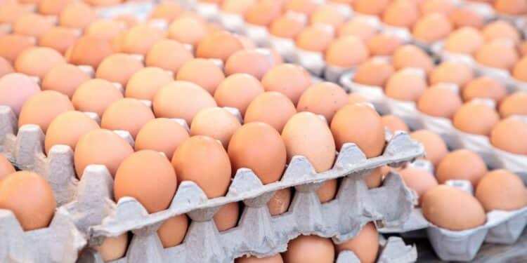 O segredo das caixas de ovos que pouca gente sabe mas pode proteger sua casa