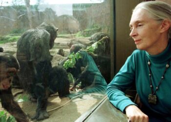 Famosa cientista Jane Goodall morre aos 91 anos