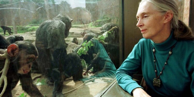 Famosa cientista Jane Goodall morre aos 91 anos