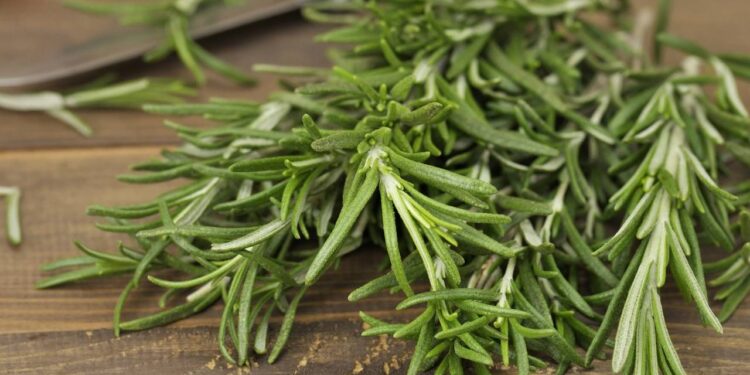 As 3 plantinhas que cuidam da sua imunidade e são fáceis de cultivar