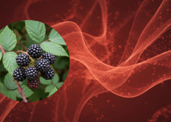 Folha de amora é aliada da saúde controlando os níveis de açúcar naturalmente // Créditos: @mauramyth