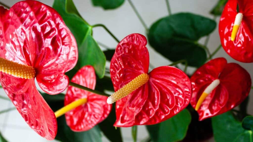 As 5 plantas muito perigosas para cães que você nunca deve ter em casa