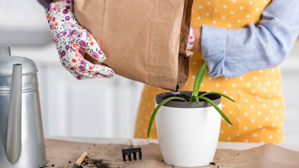 Como usar o gel natural dessa planta fácil de cuidar para hidratar, reduzir inflamações e rejuvenescer a pele