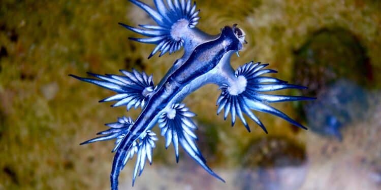 Imagem de dragão azul - Créditos: Wikimedia Commons/Sylke Rohrlach
