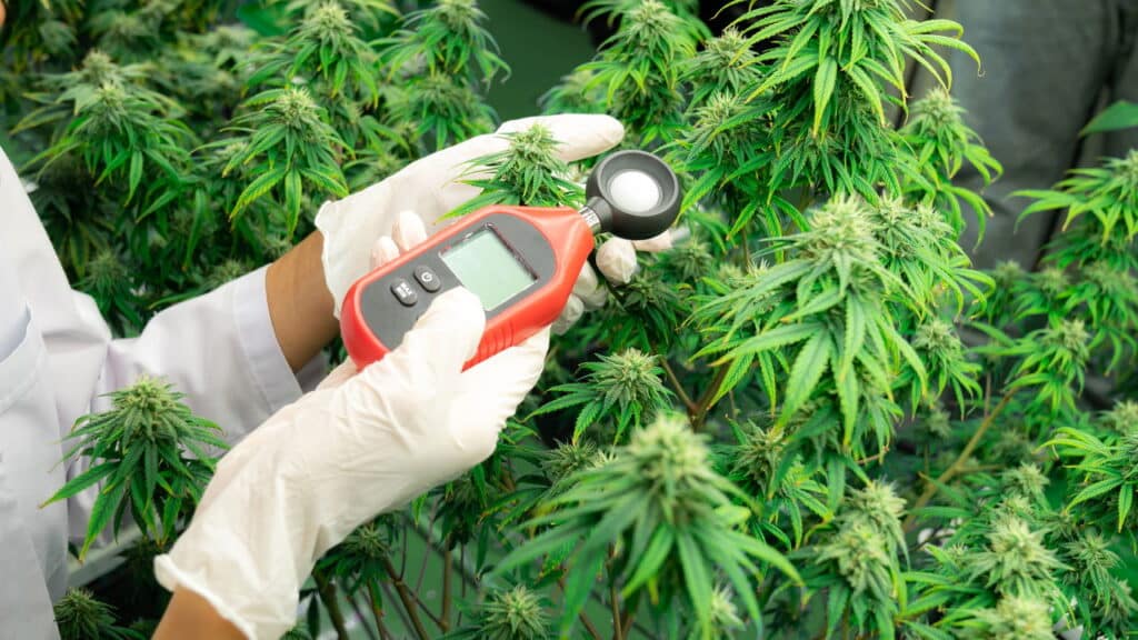 Anvisa solicita mais prazo à Justiça para decidir sobre cultivo da cannabis no Brasil