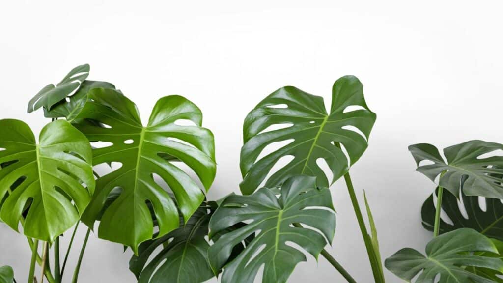 Essa planta ajuda a reduzir o estresse e melhorar a qualidade do ar da sua casa