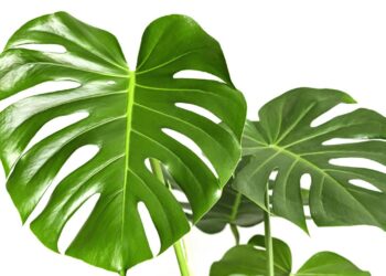 Essa planta ajuda a reduzir o estresse e melhorar a qualidade do ar da sua casa