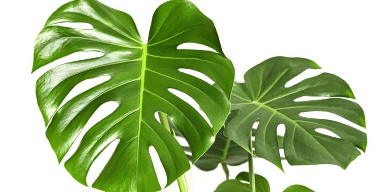 Essa planta ajuda a reduzir o estresse e melhorar a qualidade do ar da sua casa