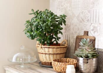 A planta da fortuna é perfeita para renovar ambientes e atrair prosperidade