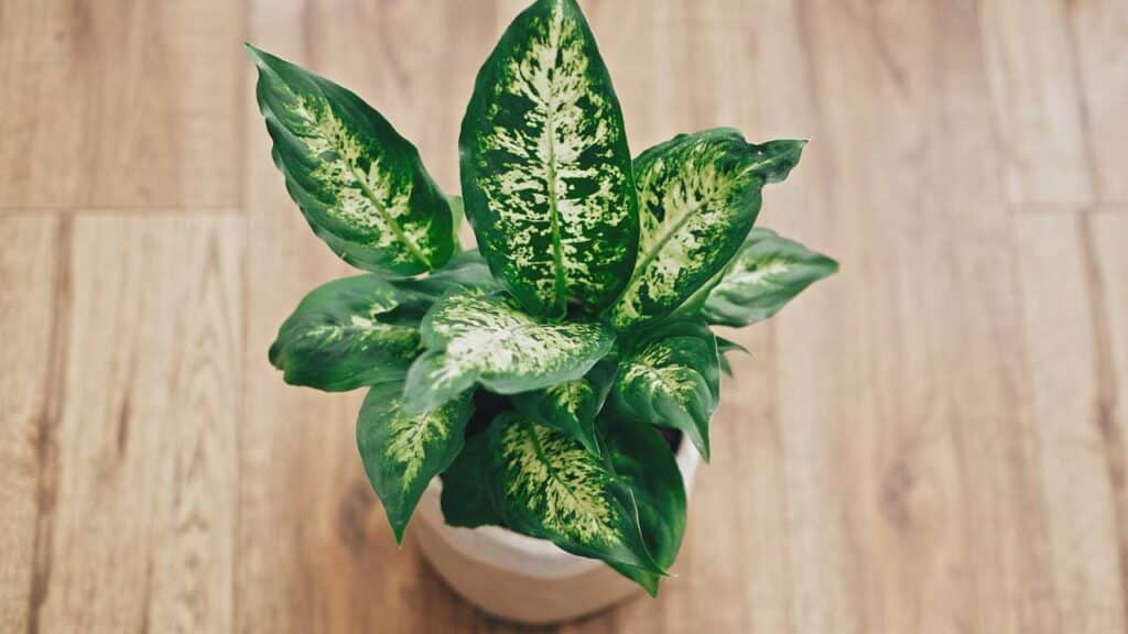 As 5 plantas muito perigosas para cães que você nunca deve ter em casa