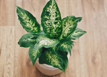As 5 plantas muito perigosas para cães que você nunca deve ter em casa