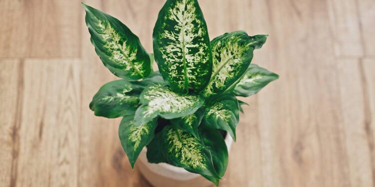 As 5 plantas muito perigosas para cães que você nunca deve ter em casa