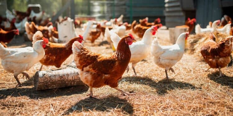 Mapa proíbe criação de aves ao ar livre no Brasil por riscos graves a saúde