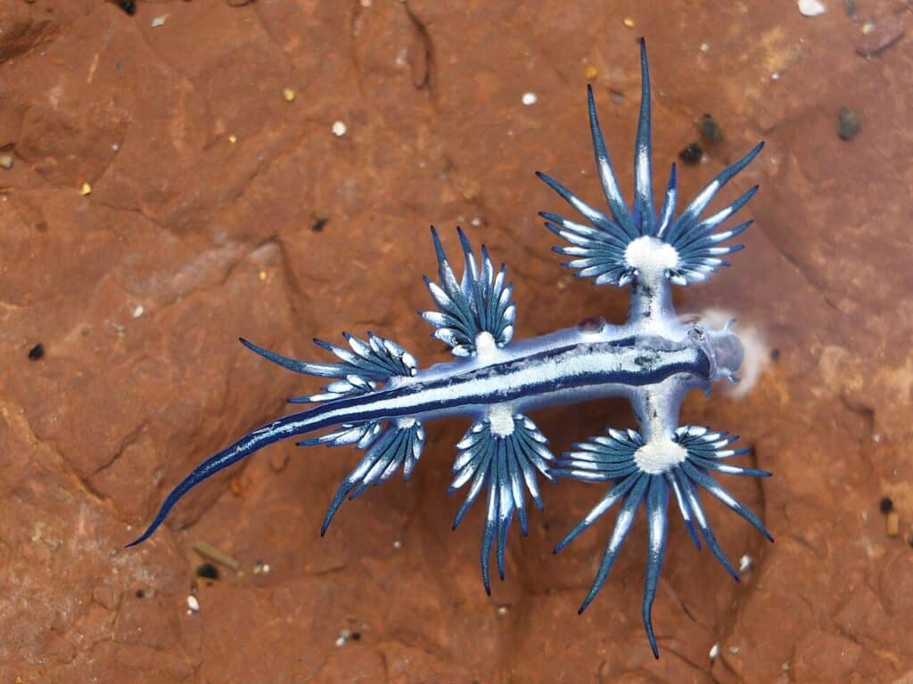 Dragão azul de Long Reef (Glaucus atlanticus) - Créditos: Wikimedia Commons