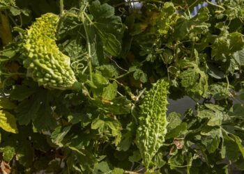 Planta milagrosa que acaba com problemas de pele, feridas e queimaduras em poucos dias