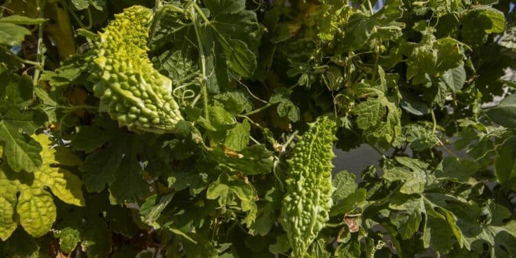 Planta milagrosa que acaba com problemas de pele, feridas e queimaduras em poucos dias