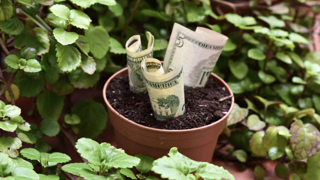 A planta secreta que atrai sucesso e fortuna para sua vida