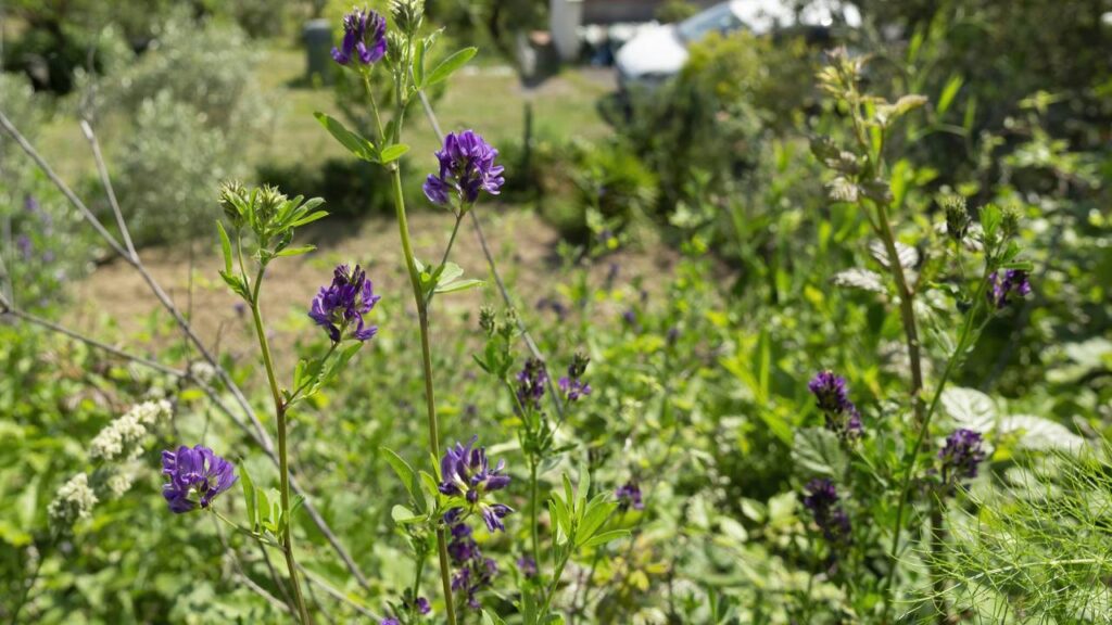 Planta que todo mundo tem em casa aumenta a produção de colágeno e reduz os sinais de envelhecimento