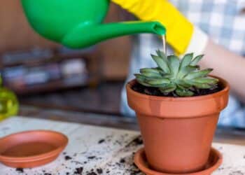 Créditos: depositphotos.com / NatashaFedorova