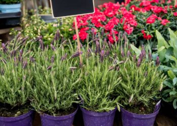 A erva que melhora a memória, acalma a mente e ainda fortalece o cabelo