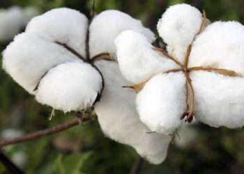 O truque caseiro com algodão e água que ajuda suas plantas