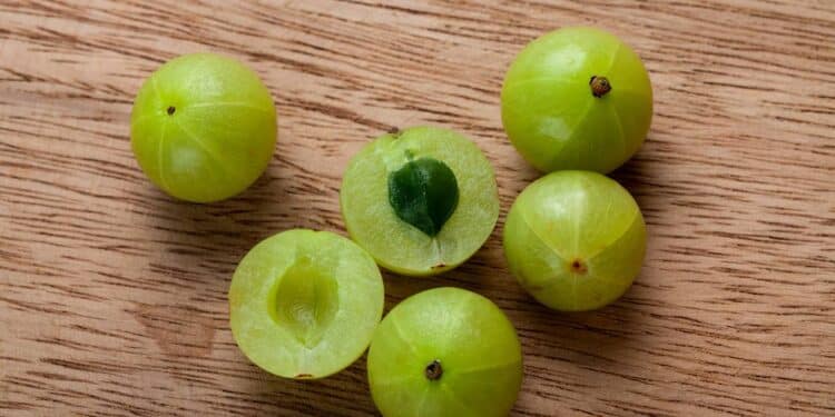 A planta que previne cabelos brancos e fortalece os fios em casa
