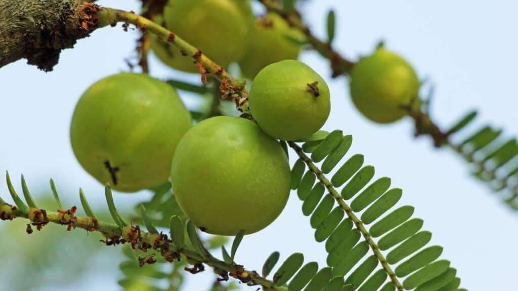 A planta que previne cabelos brancos e fortalece fios em casa