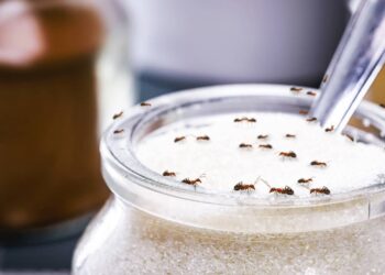 Dá para eliminar formigas sem veneno com esses ingredientes caseiros