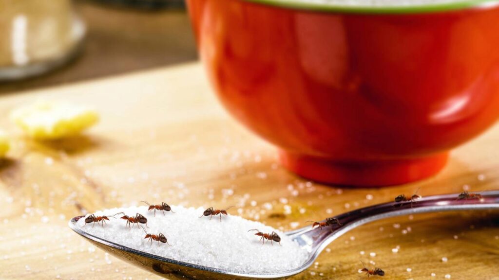 Dá para eliminar formigas sem veneno com esses ingredientes caseiros