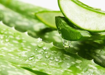 A planta milagrosa que cresce em qualquer lugar e ainda purifica o ar