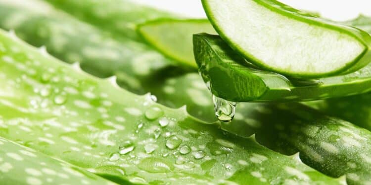 A planta milagrosa que cresce em qualquer lugar e ainda purifica o ar