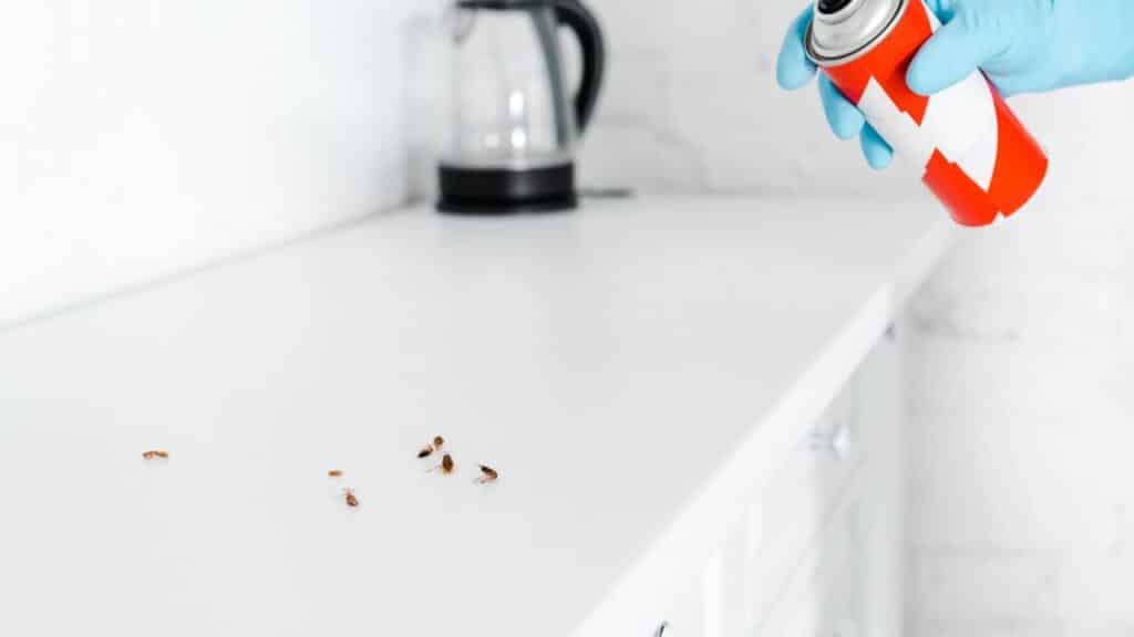 As melhores armadilhas para acabar com os insetos em casa de vez