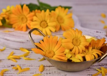 A planta fácil de cultivar que ajuda na digestão e regenera a pele