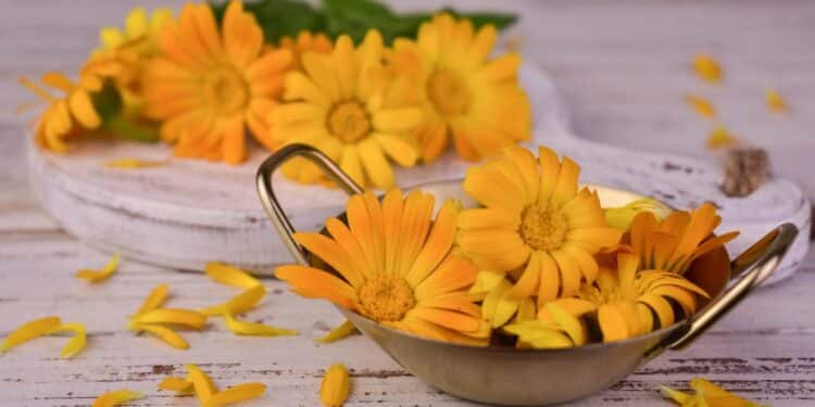 A planta fácil de cultivar que ajuda na digestão e regenera a pele