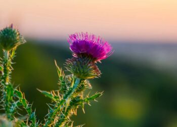 A erva medicinal poderosa que ajuda a limpar o fígado naturalmente