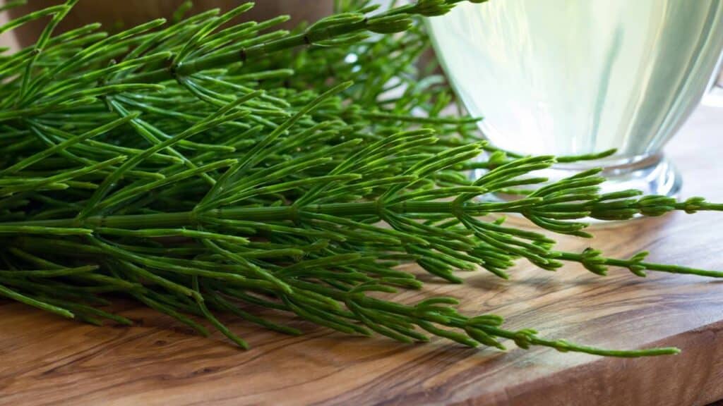 Usei essa planta para minhas unhas quebradiças e elas nunca cresceram tão rápido