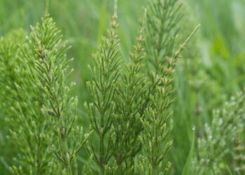 Essa planta é famosa por aliviar dores renais, amenizar as espinhas e irritações na pele