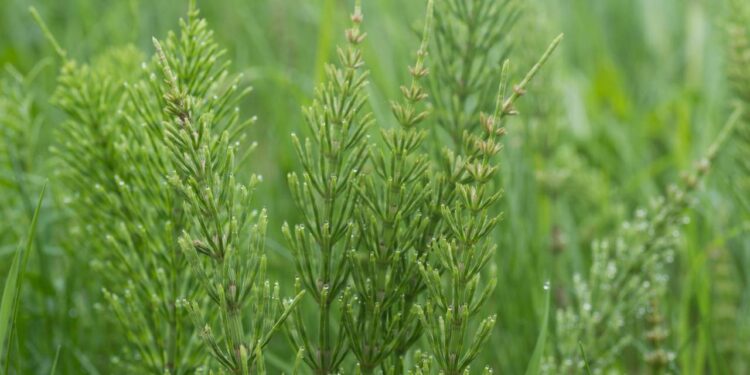 Essa planta é famosa por aliviar dores renais, amenizar as espinhas e irritações na pele