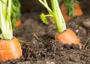 O truque para cultivar cenouras perfeitas em casa sem esforço