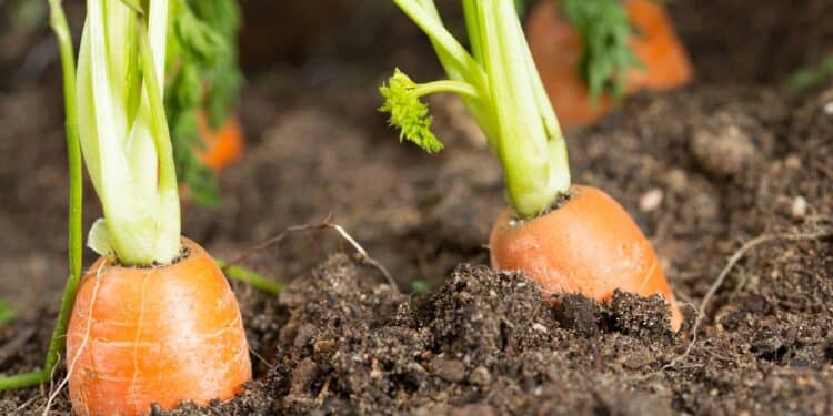 O truque para cultivar cenouras perfeitas em casa sem esforço