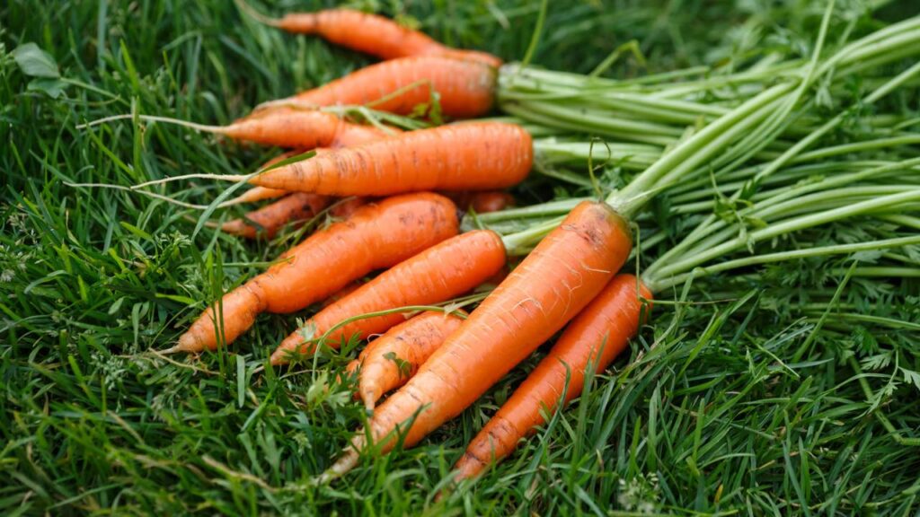 O truque para cultivar cenouras perfeitas em casa sem esforço