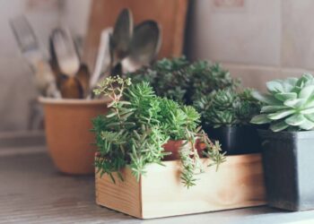 Plantas na cozinha // Créditos: depositphotos.com / manera