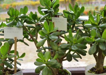 A planta do dinheiro que todo mundo quer para atrair prosperidade