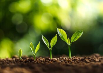 Cultivar em dezembro permite aproveitar o verão para ter uma horta vibrante e cheia de sabor em casa. // Créditos: depositphotos.com / rachenbuosa@gmail.com