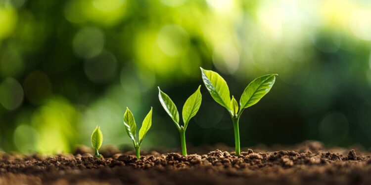 Cultivar em dezembro permite aproveitar o verão para ter uma horta vibrante e cheia de sabor em casa. // Créditos: depositphotos.com / rachenbuosa@gmail.com