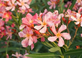 Essa planta comum é uma das mais perigosas do mundo