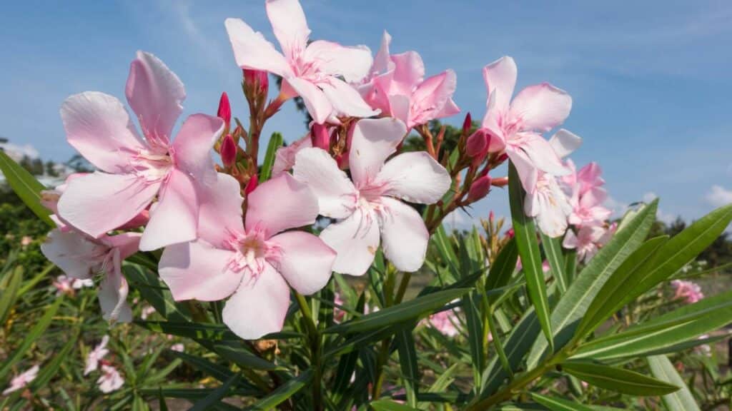 Essa planta comum é uma das mais perigosas do mundo