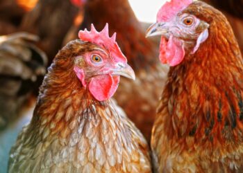 Créditos: depositphotos.com / monticello